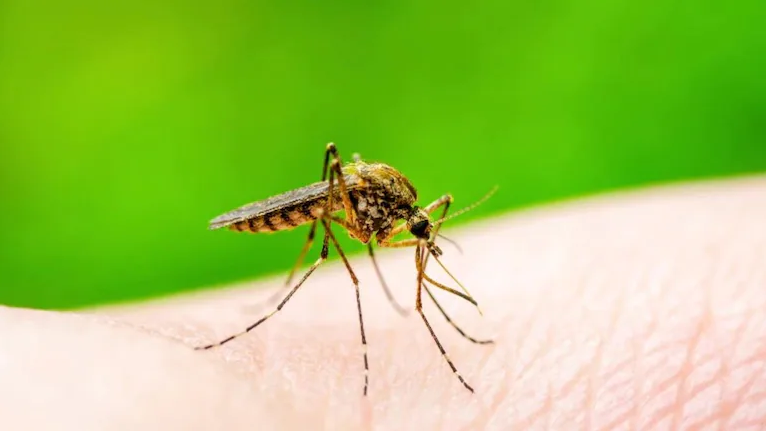 Dengue Fever: Causes, Complications, and Vaccine Strategies